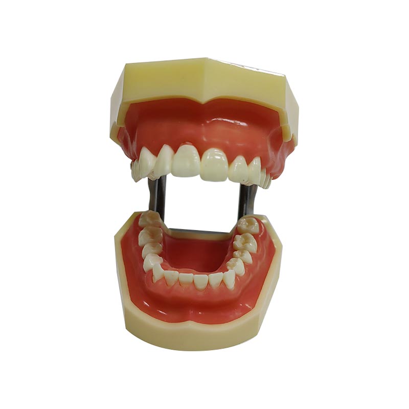 نموذج UM-4022 لطب الأسنان
   